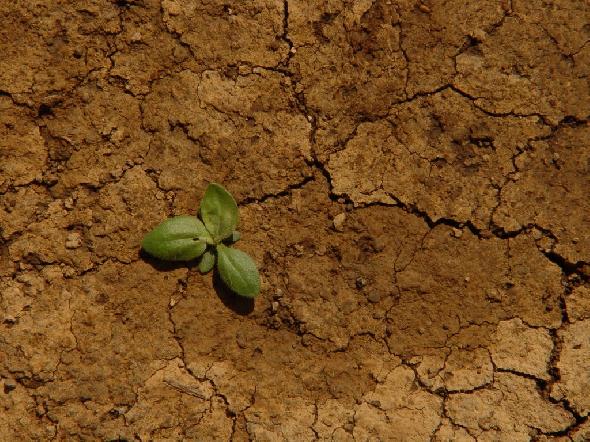 Bildname: DSC01196.JPG 
 Breite: 1024 Pixel 
 H�he: 768 Pixel 
 Gr�sse: 198 kB 